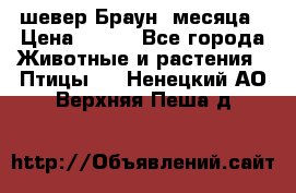 шевер Браун 2месяца › Цена ­ 200 - Все города Животные и растения » Птицы   . Ненецкий АО,Верхняя Пеша д.